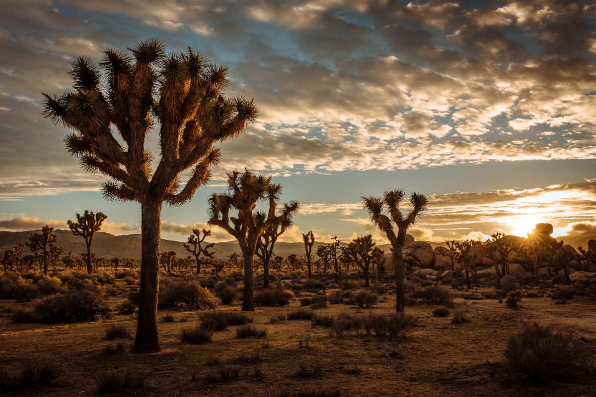 Joshua Tree National Park desert terrain