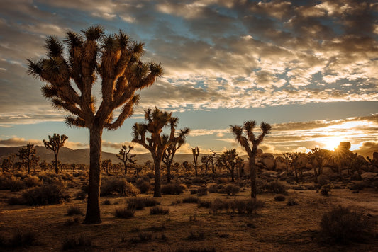 Joshua Tree National Park desert terrain